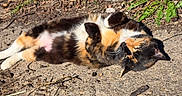 Willow is registered to the contest to win money with this photo: cat, calico, sunlight, relaxed, outdoor, concrete, fur, animal, pet, nature, greenery, texture, lying_down, sleepy, whiskers, daylight, closeup, cute, resting, domestic_cat