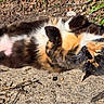 cat, calico, sunlight, relaxed, outdoor, concrete, fur, animal, pet, nature, greenery, texture, lying_down, sleepy, whiskers, daylight, closeup, cute, resting, domestic_cat