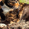 Willow joined the competition — help win amazing prizes! cat, tortoiseshell_cat, outdoor, sunlight, grass, flowers, wood_chips, twigs, animal, pet, nature, greenery, close_up, feline, whiskers, relaxed, daylight, portrait, side_view, mammal