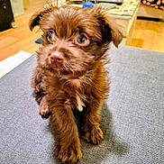 Charlie joined the competition — help win amazing prizes! puppy, dog, brown_fur, blue_eyes, indoor, floor, gray_surface, curious, pet, animal, small_dog, furry, cute, young, domestic, home, cozy, background, wooden_floor, table
