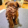 puppy, dog, brown_fur, blue_eyes, indoor, floor, gray_surface, curious, pet, animal, small_dog, furry, cute, young, domestic, home, cozy, background, wooden_floor, table