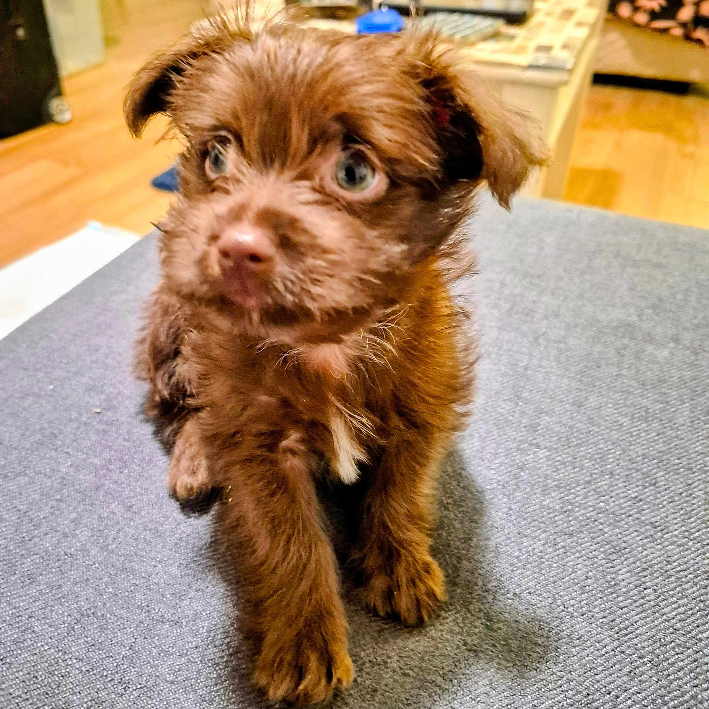 Charlie joined the competition — help win amazing prizes! puppy, dog, brown_fur, blue_eyes, indoor, floor, gray_surface, curious, pet, animal, small_dog, furry, cute, young, domestic, home, cozy, background, wooden_floor, table