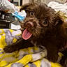 Charlie joined the competition — help win amazing prizes! puppy, dog, tongue_out, brown_fur, cute, pet, blanket, yellow, gray, indoor, close_up, playful, fur, animal, bedroom, door, household, messy, young_dog, adorable