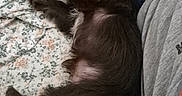 Charlie is registered to the contest to win money with this photo: puppy, dog, sleeping, blanket, patterned_blanket, person, clothing, casual_clothes, bed, resting, cozy, indoor, fur, cute, pet, animal, relaxing, young_dog, small_dog, companion