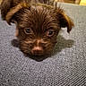 Charlie is registered to the contest to win money with this photo: puppy, dog, brown, cute, lying_down, close_up, pet, fur, indoor, animal, face, ears, eyes, nose, texture, soft, adorable, young, resting, companion