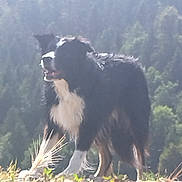 Leo Joy a rejoint le concours — aidez-le/la à gagner de superbes lots ! dog, border_collie, standing, outdoors, forest, trees, grass, rocks, fur, black_and_white, white_chest, paw, muzzle, tongue, ear, backlight, silhouette, blurry, nature, happy