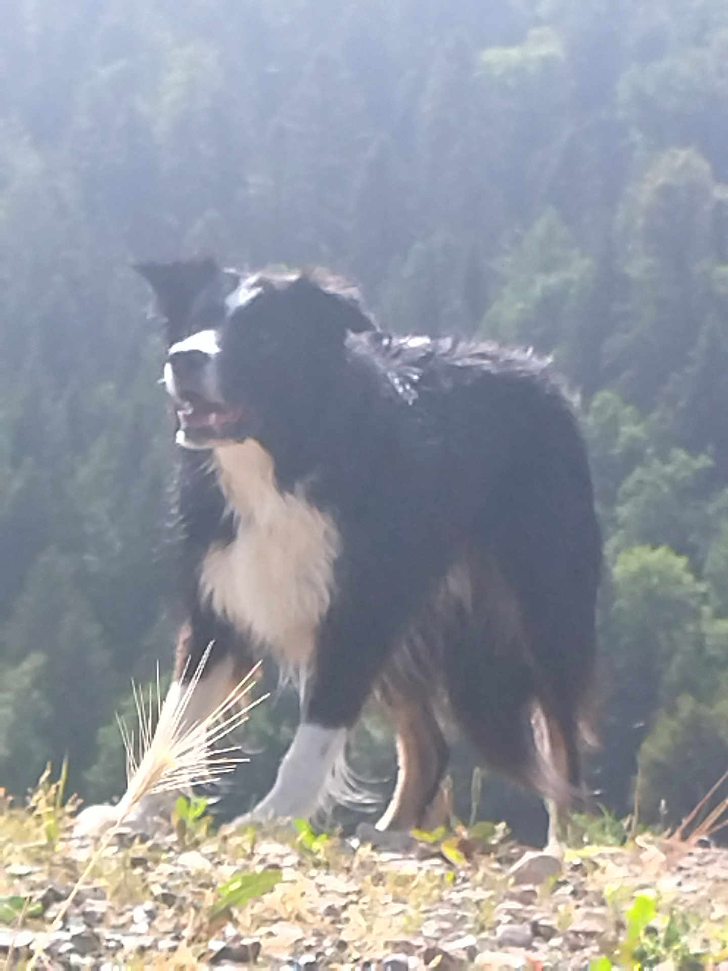 Leo Joy a rejoint le concours — aidez-le/la à gagner de superbes lots ! dog, border_collie, standing, outdoors, forest, trees, grass, rocks, fur, black_and_white, white_chest, paw, muzzle, tongue, ear, backlight, silhouette, blurry, nature, happy