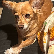 Jolynn joined the competition — help win amazing prizes! dog, small_dog, tan_dog, pet, animal, ears, fur, blanket, indoor, resting, couch, paw, looking_away, cute, companion, domestic_animal, mammal, household, relaxed, closeup