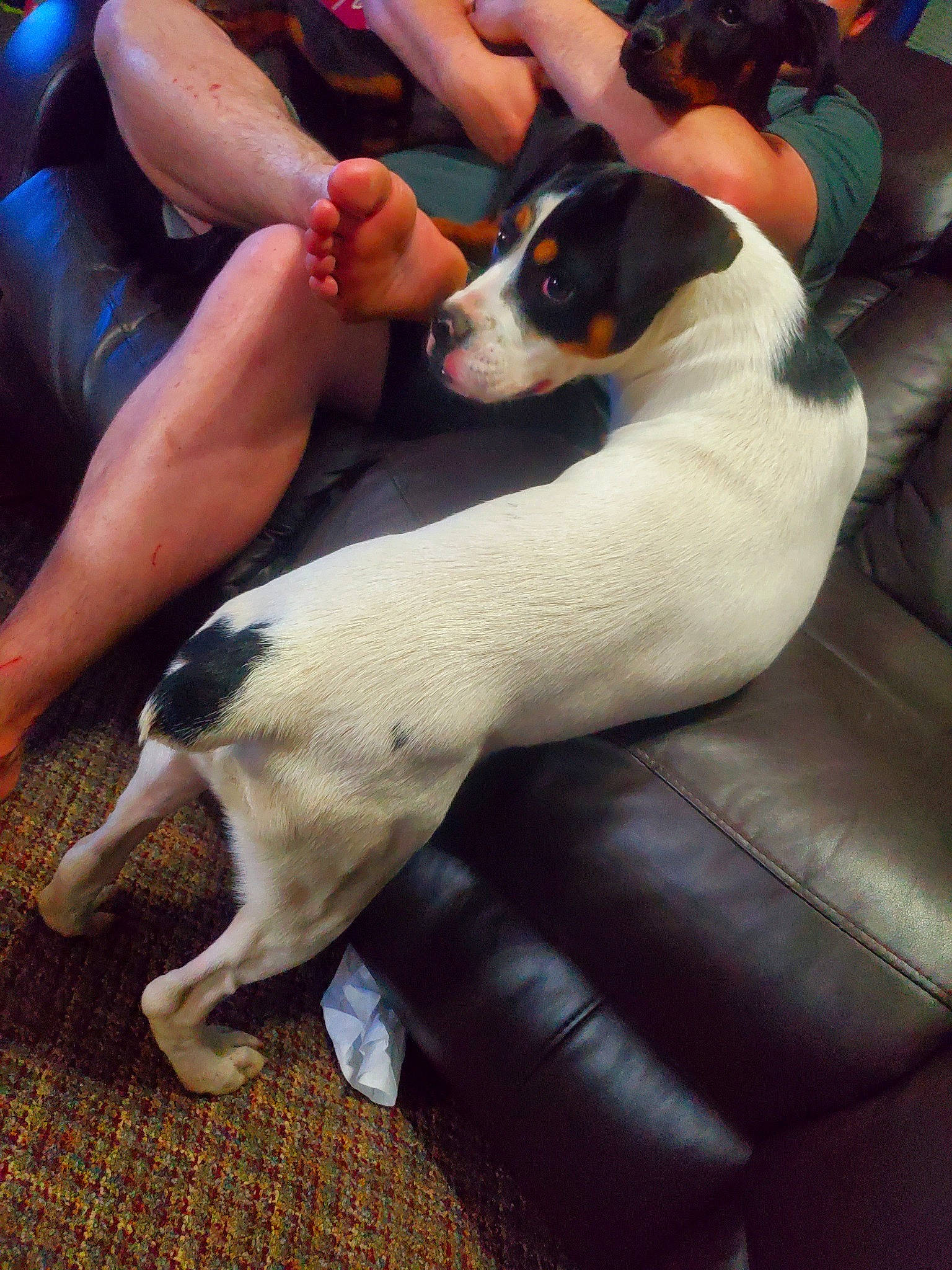 Marlie joined the competition — help win amazing prizes! canidae, carnivore, comfort, companion_dog, dog, dog_breed, fawn, foot, formal_wear, hound, human_leg, knee, lap, leisure, shorts, sitting, snout, sporting_group, tail, thigh