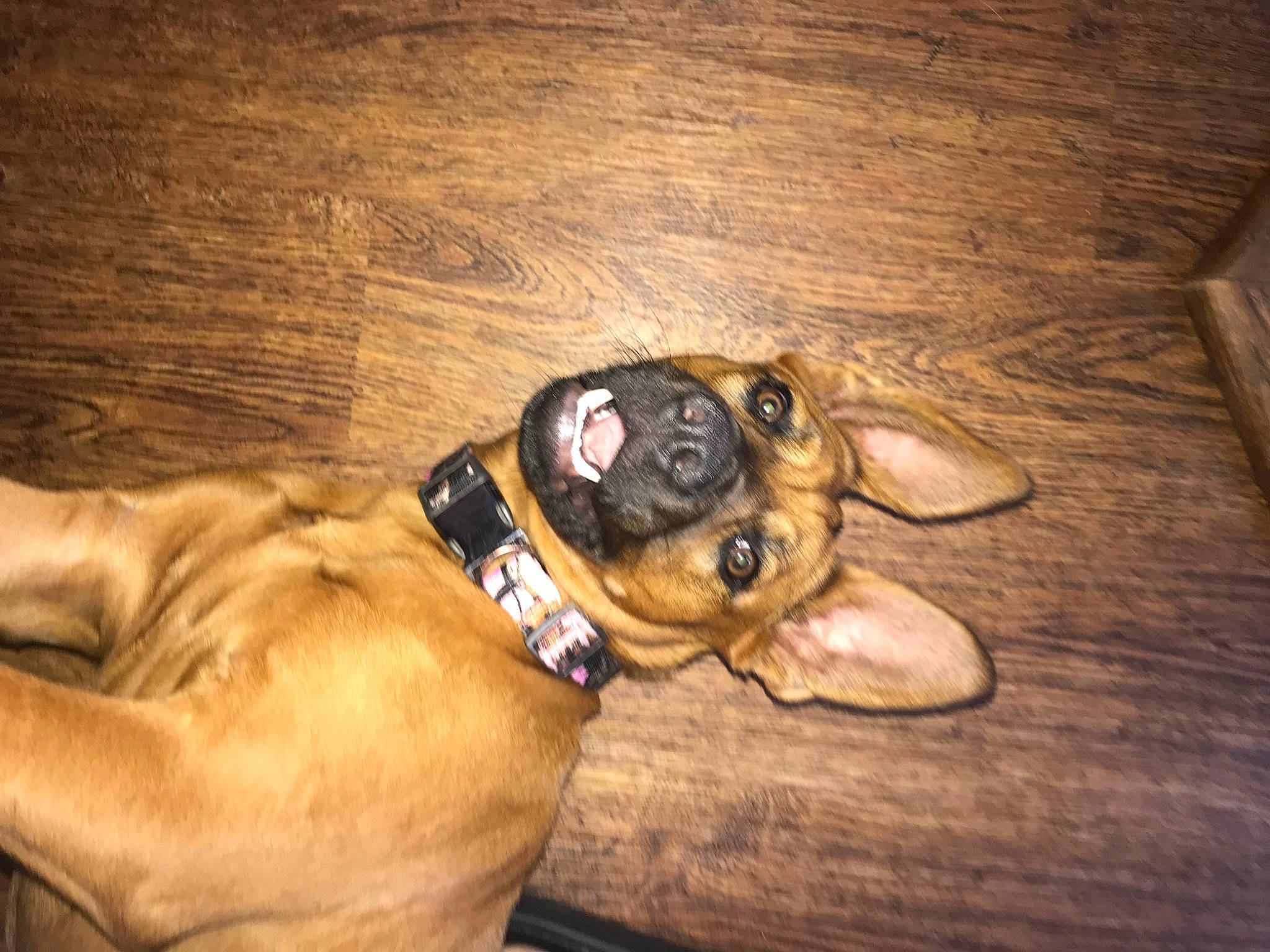 Ginxi joined the competition — help win amazing prizes! canidae, carnivore, companion_dog, dog, dog_breed, fawn, floor, flooring, hardwood, liver, paw, plant, snout, sporting_group, sunglasses, varnish, whiskers, wood, wood_stain, working_animal