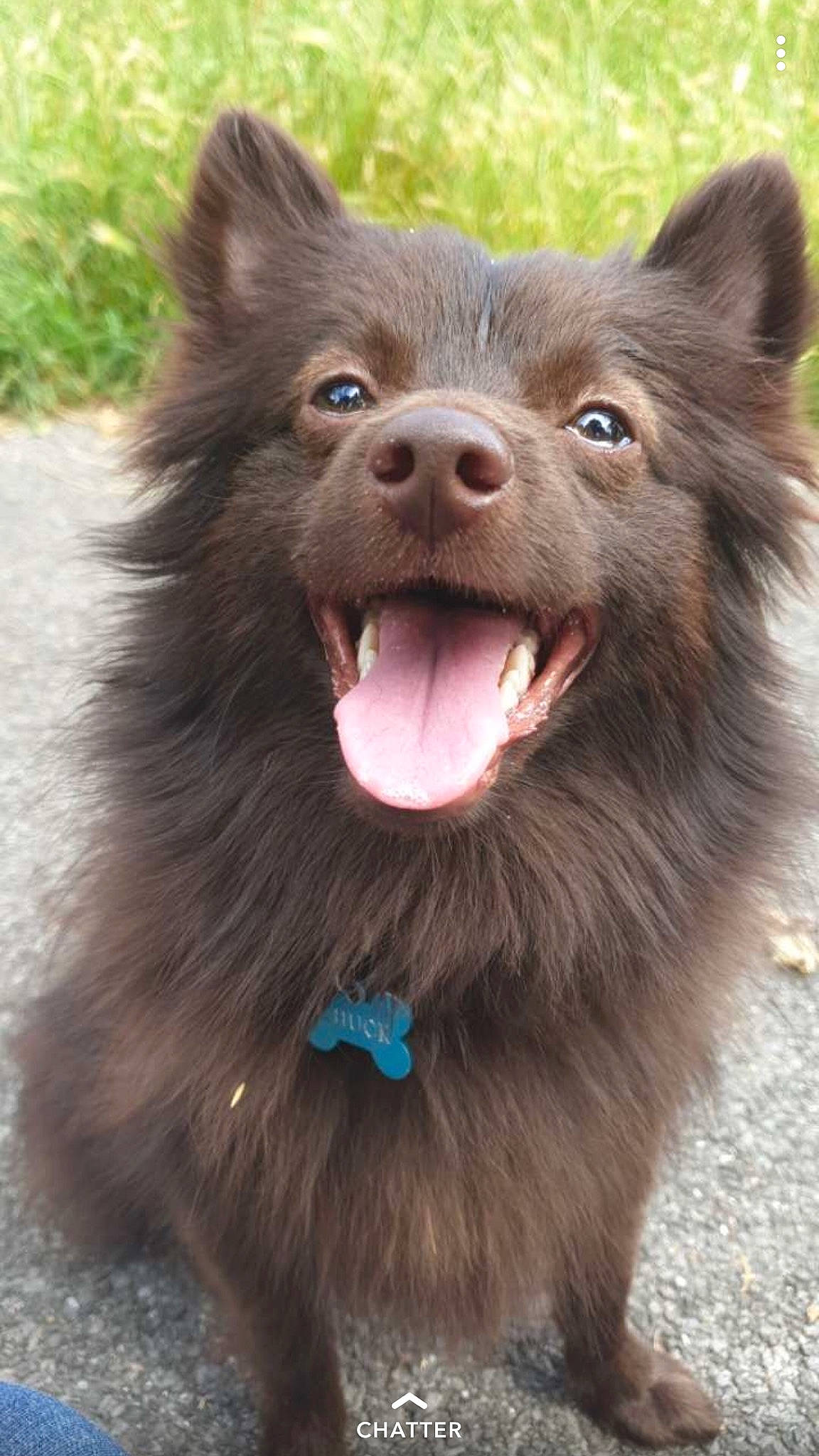 Chuck participe au concours pour gagner de l'argent avec cette photo : canidae, carnivore, companion_dog, dog, dog_breed, german_spitz, german_spitz_klein, german_spitz_mittel, indian_spitz, liver, mammal, pomeranian, rare_breed_dog, schipperke, snout, spitz, vertebrate