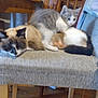 cat, sleeping, chair, furniture, indoor, wooden_floor, tabby_cat, siamese_cat, curious, resting, domestic_animal, pet, cozy, household, wooden_chair, gray_cat, white_cat, fur, cute, animal