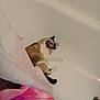 cat, bathtub, shower_curtain, bathroom, tile_wall, blue_bath_mat, foot, pet, animal, indoor, resting, white, pink, brown, black, fur, sleeping, quiet, home, relaxation