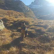 Tara a rejoint le concours — aidez-le/la à gagner de superbes lots ! dog, german_shepherd, mountain, outdoor, sunlight, grass, rock, nature, scenery, hill, sky, shadow, collar, animal, pet, wildlife, landscape, daytime, canine, adventure