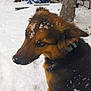 Tara a rejoint le concours — aidez-le/la à gagner de superbes lots ! dog, snow, outdoor, winter, animal, pet, fur, canine, nature, cold, snowflakes, collar, brown, black, ears, nose, paw, backyard, tree_stump, woodpile