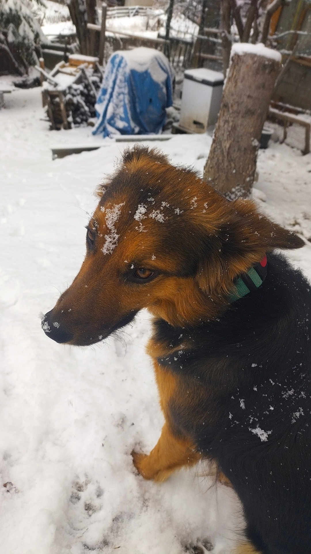 Tara a rejoint le concours — aidez-le/la à gagner de superbes lots ! dog, snow, outdoor, winter, animal, pet, fur, canine, nature, cold, snowflakes, collar, brown, black, ears, nose, paw, backyard, tree_stump, woodpile