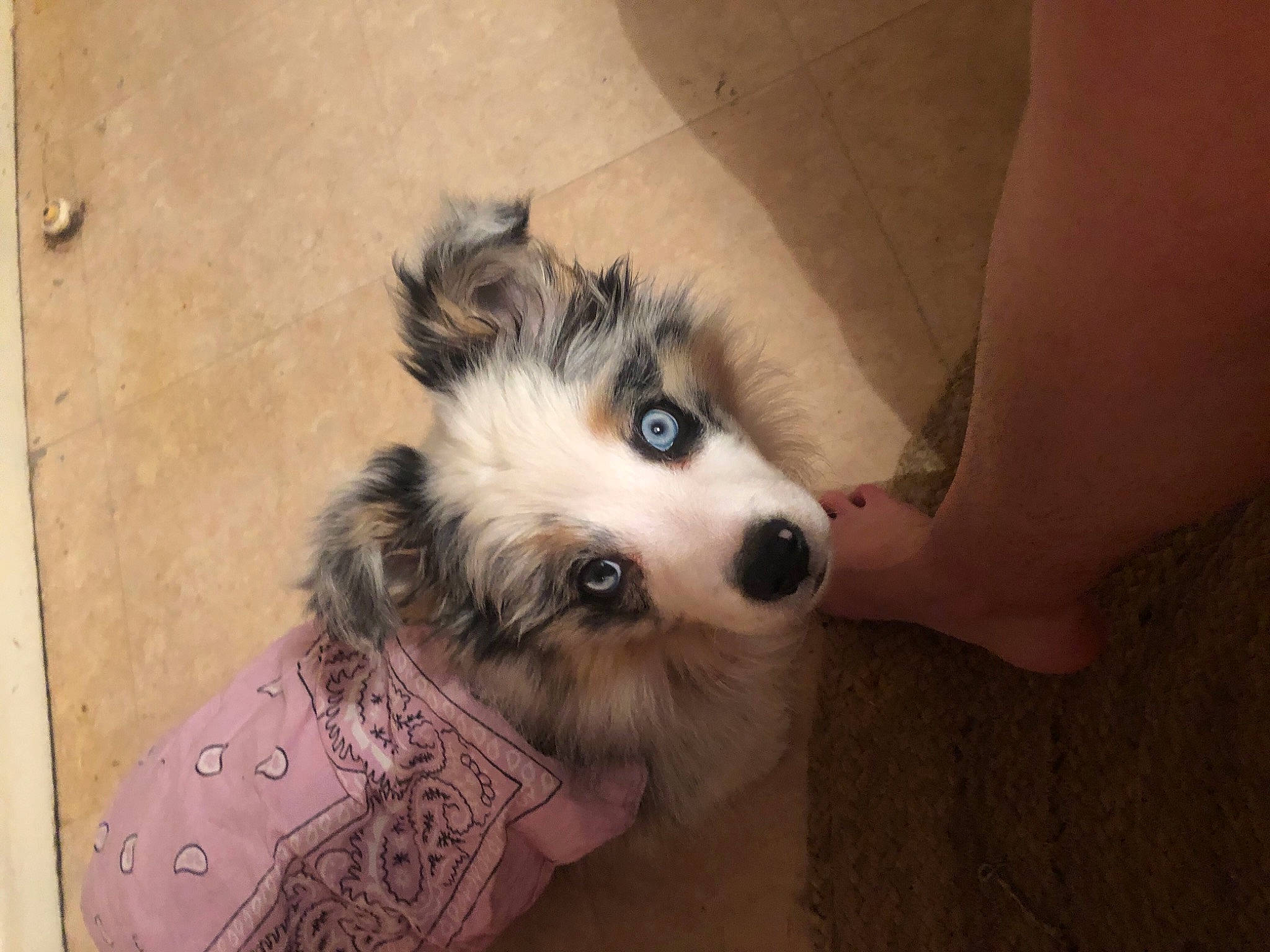 Reno participe au concours pour gagner de l'argent avec cette photo : canidae, carnivore, collie, companion_dog, dog, dog_breed, dog_supply, fawn, fur, german_spitz, herding_dog, shetland_sheepdog, snout, spitz, sporting_group, toy_dog, volpino_italiano, whiskers, working_animal, working_dog