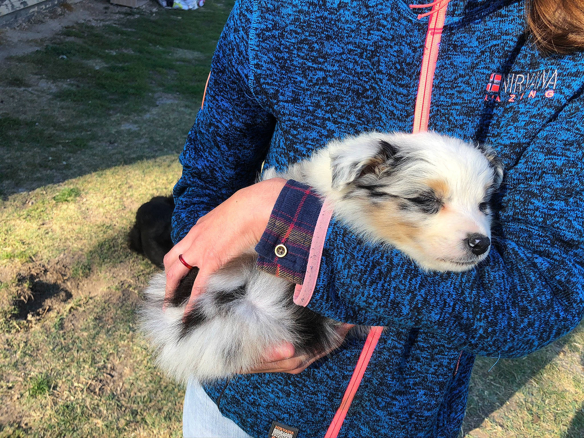 Reno participe au concours pour gagner de l'argent avec cette photo : blue, canidae, carnivore, collar, companion_dog, dog, dog_breed, dog_supply, electric_blue, fur, grass, mammal, plant, sitting, small_terrier, snout, sporting_group, terrier, working_animal, working_dog