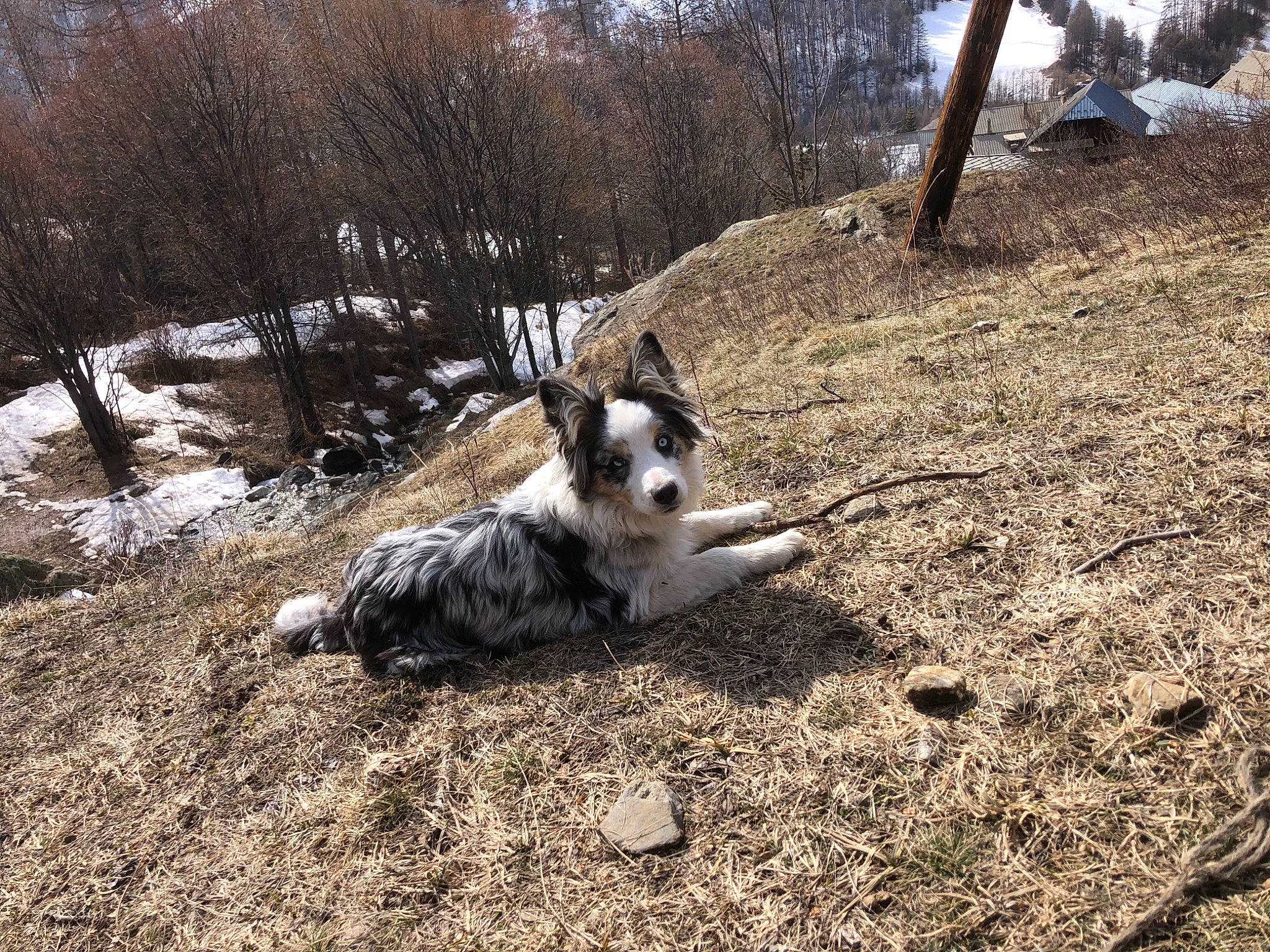 Reno a rejoint le concours — aidez-le/la à gagner de superbes lots ! australian_cattle_dog, carnivore, companion_dog, dog, dog_breed, fawn, grass, herding_dog, landscape, lycaon_pictus, plant, snout, soil, tail, texas_heeler, tree, vertebrate, winter, working_animal, working_dog