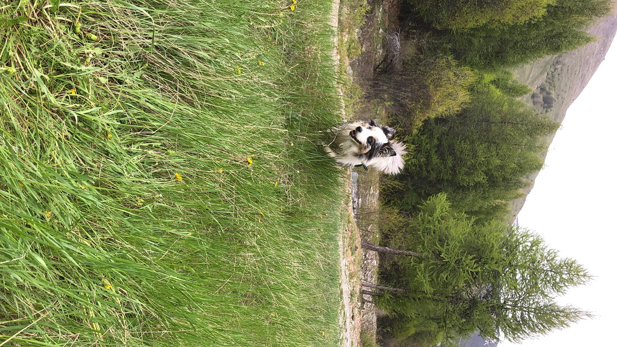 Reno participe au concours pour gagner de l'argent avec cette photo : canidae, carnivore, dog, dog_breed, forest, grass, grass_family, grassland, groundcover, landscape, pasture, plant, shrub, sky, temperate_broadleaf_and_mixed_forest, tree, trunk, vegetation, wood, woody_plant