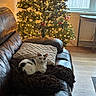 Bynx joined the competition — help win amazing prizes! cat, black_and_white, couch, blanket, pillow, christmas_tree, christmas_lights, ornaments, window, fence, wood_floor, indoor, cozy, pet, home_decor, relaxing, holiday, living_room, furniture, daylight