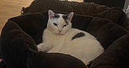 Bynx is registered to the contest to win money with this photo: animal, black_spots, cabinet, cat, comfortable, cozy, domestic_cat, fur, furniture, home, indoor, living_room, mammal, pet_bed, quiet, relaxed, resting, soft_texture, white_cat, wooden_floor