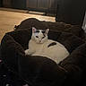 cat, pet_bed, indoor, furniture, relaxed, white_cat, black_spots, cozy, wooden_floor, cabinet, home, animal, fur, mammal, resting, comfortable, domestic_cat, soft_texture, quiet, living_room