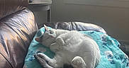 Bynx is registered to the contest to win money with this photo: cat, sleeping, blanket, blue_blanket, snowman_pattern, leather_chair, window, sunlight, cozy, indoor, pet, fur, tail, relaxing, peaceful, home, furniture, animal, resting, daylight