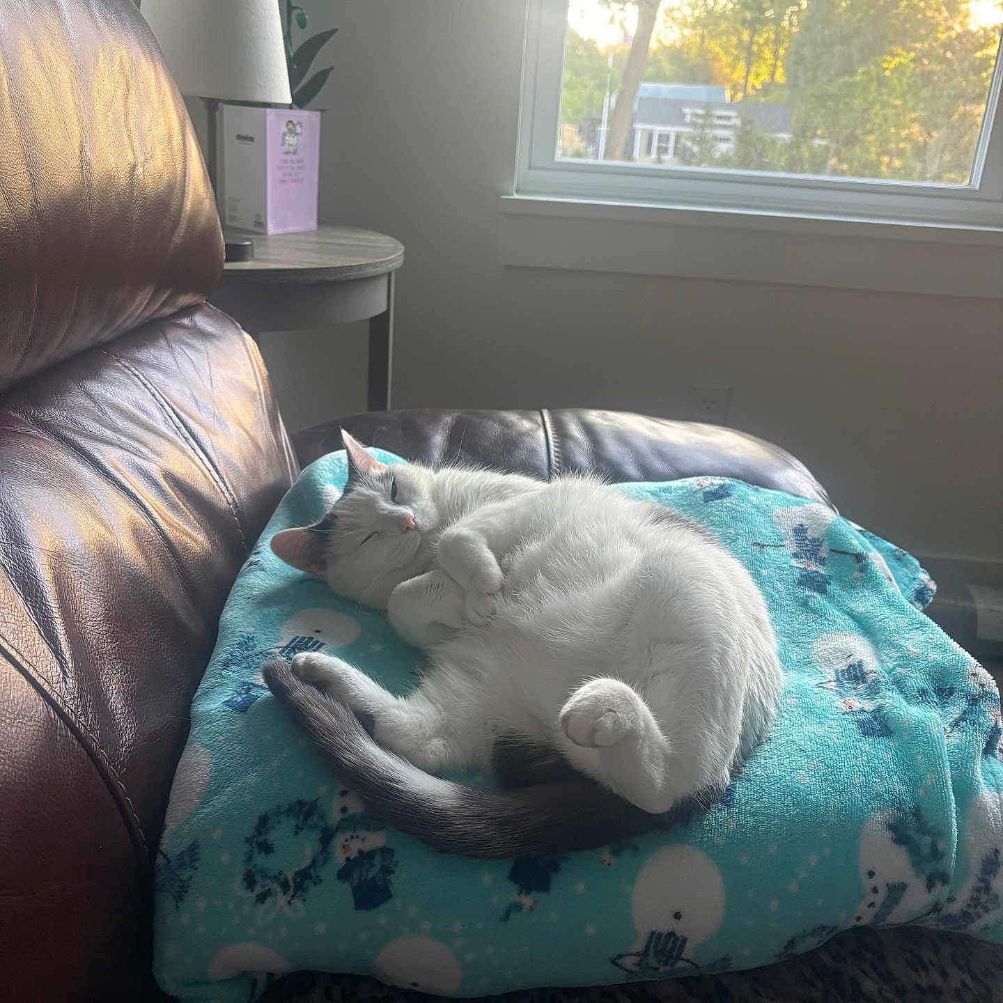 Bynx is registered to the contest to win money with this photo: cat, sleeping, blanket, blue_blanket, snowman_pattern, leather_chair, window, sunlight, cozy, indoor, pet, fur, tail, relaxing, peaceful, home, furniture, animal, resting, daylight