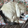 Bynx joined the competition — help win amazing prizes! cat, sleeping, curled_up, white_fur, gray_tail, paws, bed, blanket, floral_pattern, cozy, indoor, resting, cute, pet, fur, animal, relaxing, soft, comfort, domestic
