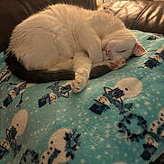 Bynx is registered to the contest to win money with this photo: cat, sleeping, blanket, snowman_pattern, cozy, indoor, feline, pet, fur, resting, cute, comfort, leather_couch, animal, whiskers, paw, tail, warm_light, relaxation, domestic