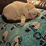 cat, sleeping, blanket, snowman_pattern, cozy, indoor, feline, pet, fur, resting, cute, comfort, leather_couch, animal, whiskers, paw, tail, warm_light, relaxation, domestic