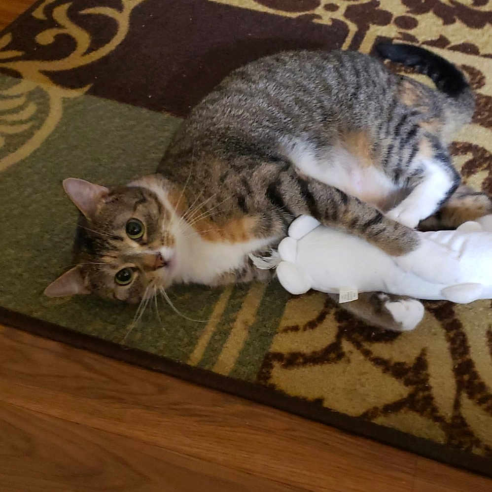 Sophie joined the competition — help win amazing prizes! animal, cat, clutching, cozy, curious, domestic, ears, eyes, feline, floor, home, indoor, lying_down, pet, plush_toy, rug, tabby, toy, whiskers, wooden_floor