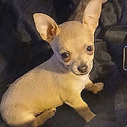 Duke joined the competition — help win amazing prizes! puppy, dog, chihuahua, small_dog, tan, ears, pet, animal, cute, young, sitting, indoors, fur, looking, portrait, companion, domestic_animal, canine, friendly, cute_pet