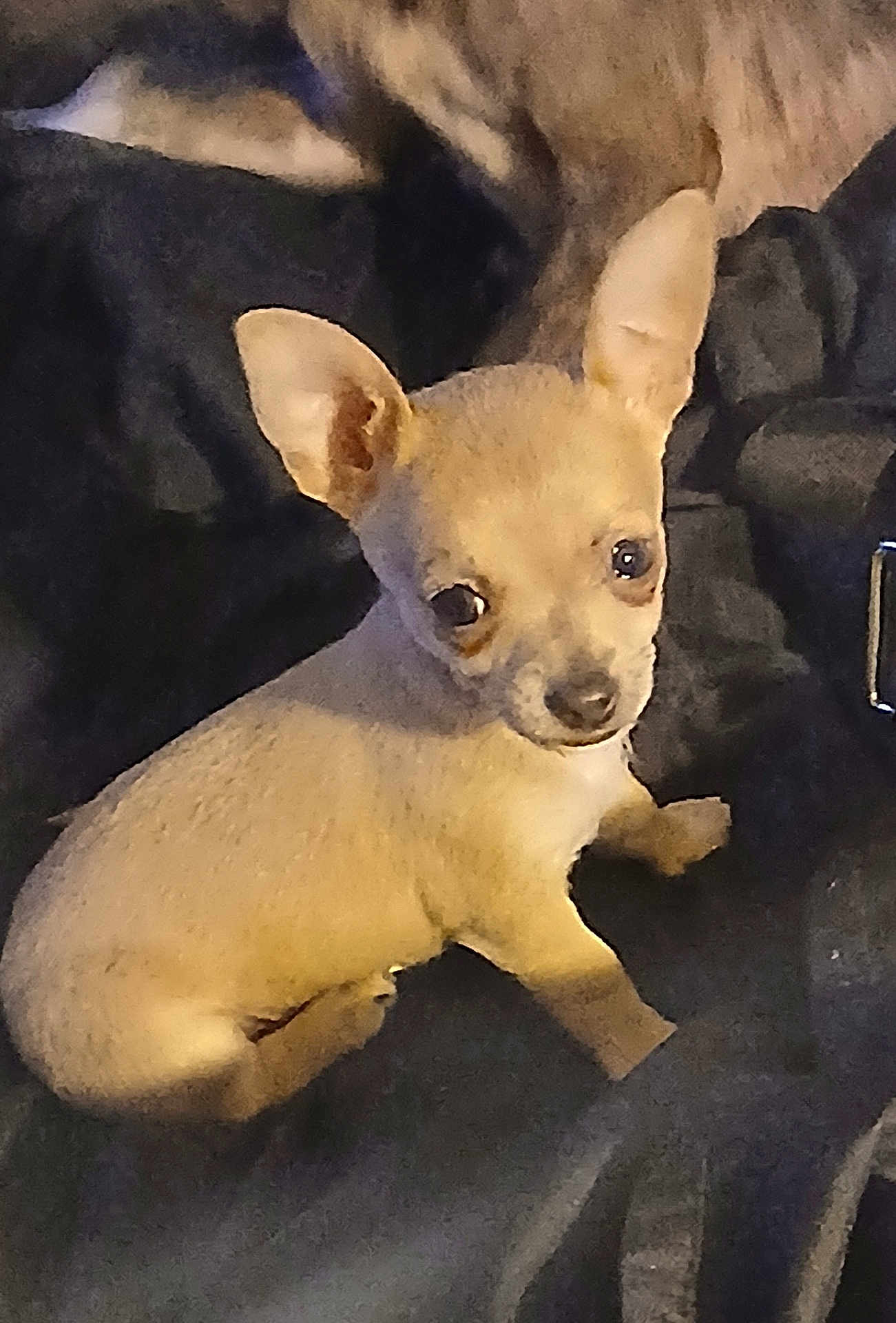 Duke joined the competition — help win amazing prizes! puppy, dog, chihuahua, small_dog, tan, ears, pet, animal, cute, young, sitting, indoors, fur, looking, portrait, companion, domestic_animal, canine, friendly, cute_pet