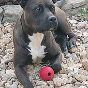 Ornery is registered to the contest to win money with this photo: alert, animal, black_dog, canine, closeup, daylight, dog, ears_up, laying_down, natural_light, outdoor, paw, pet, playful, quiet, red_ball, resting, rocks, snout, white_chest