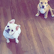 Guccianna is registered to the contest to win money with this photo: puppy, dog, floor, wooden_floor, indoor, pet, animal, brown_dog, white_dog, cute, small_dog, sitting, looking_up, ears, collar, domestic_animal, companion, canine, friendly, adorable