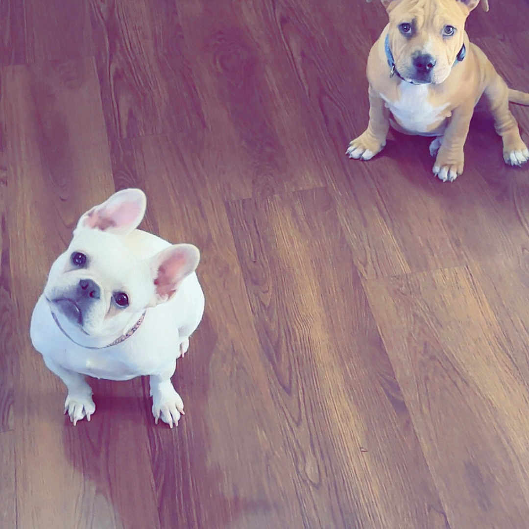 Guccianna is registered to the contest to win money with this photo: puppy, dog, floor, wooden_floor, indoor, pet, animal, brown_dog, white_dog, cute, small_dog, sitting, looking_up, ears, collar, domestic_animal, companion, canine, friendly, adorable