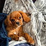 Ezra is registered to the contest to win money with this photo: puppy, dog, brown, cute, blanket, soft, cozy, pet, fur, ears, paws, resting, indoors, comfort, warm, snuggle, animal, young, sleepy, portrait