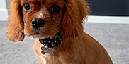 Ezra joined the competition — help win amazing prizes! puppy, dog, brown_fur, collar, indoor, carpet, pet, young_dog, cute, sitting, animal, close_up, adorable, fur, four_legs, domestic_animal, companion, pet_accessory, living_room, small_dog