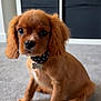 puppy, dog, brown_fur, collar, indoor, carpet, pet, young_dog, cute, sitting, animal, close_up, adorable, fur, four_legs, domestic_animal, companion, pet_accessory, living_room, small_dog
