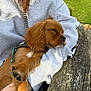 Ezra joined the competition — help win amazing prizes! puppy, dog, sleeping, person, arm, sweatshirt, outdoor, bench, wood, grass, closeup, brown_fur, paw, casual_clothing, relaxation, daylight, nature, pet, cute, resting