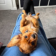 Ezra joined the competition — help win amazing prizes! dog, small_dog, puppy, lap, person, blue_pants, black_socks, carpet, living_room, shelf, fur, pet, cute, animal, indoor, relaxing, lying_down, looking_at_camera, ears, whiskers