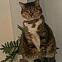 cat, tabby, pet, animal, indoor, plant, leaf, collar, bell, fur, sitting, cute, feline, whiskers, ears, paws, tail, domestic, relaxed, portrait