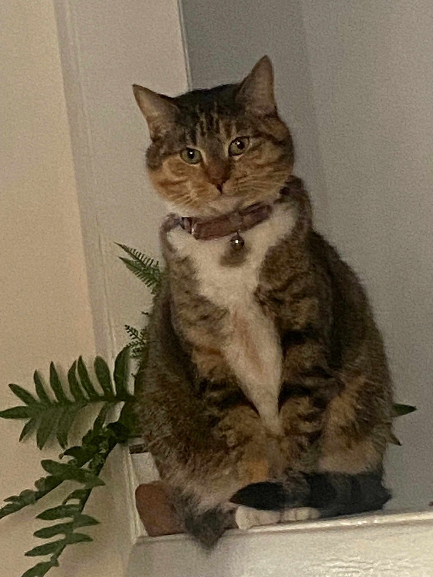 Lulu joined the competition — help win amazing prizes! cat, tabby, pet, animal, indoor, plant, leaf, collar, bell, fur, sitting, cute, feline, whiskers, ears, paws, tail, domestic, relaxed, portrait