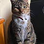 cat, tabby, pet, animal, feline, domestic_cat, collar, bell, whiskers, ears, fur, indoor, chair, wooden_furniture, portrait, sitting, looking_at_camera, closeup, cute, household