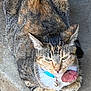 Lulu joined the competition — help win amazing prizes! cat, tabby, pet, animal, collar, flower, concrete, fur, ears, whiskers, sitting, closeup, outdoor, feline, cute, resting, domestic, portrait, eyes, paw
