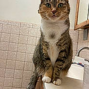 Lulu joined the competition — help win amazing prizes! cat, tabby, green_eyes, sitting, bathroom, counter, tile_wall, mirror, toilet_paper, domestic_animal, pet, feline, curious, whiskers, paws, fur, indoor, household, looking_at_camera, tail