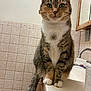 cat, tabby, green_eyes, sitting, bathroom, counter, tile_wall, mirror, toilet_paper, domestic_animal, pet, feline, curious, whiskers, paws, fur, indoor, household, looking_at_camera, tail