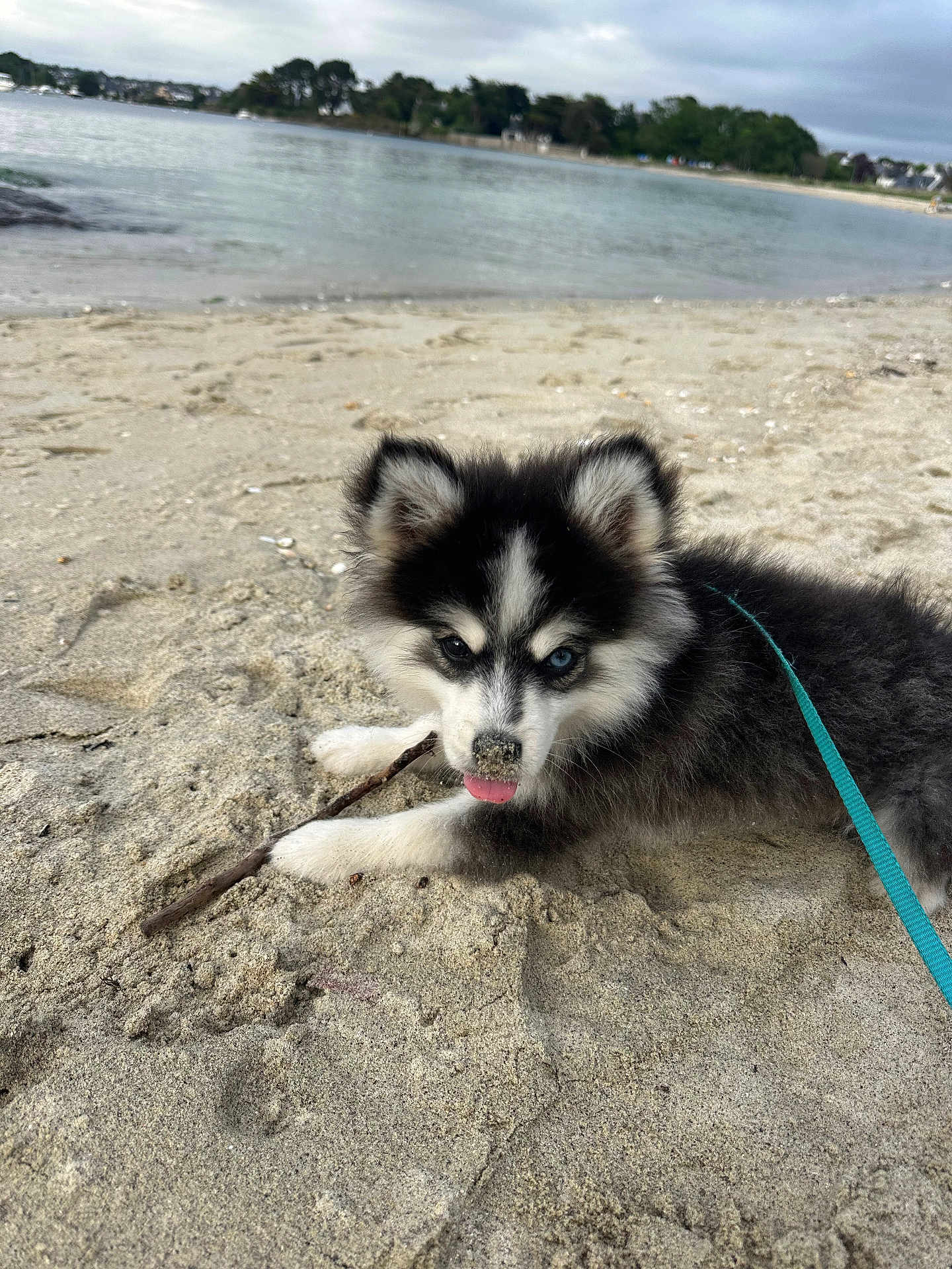 Alvin participe au concours pour gagner de l'argent avec cette photo : puppy, dog, husky, beach, sand, stick, water, sky, cloudy, nature, leash, playful, outdoor, animal, pet, fur, ears, blue_eyes, tongue, closeup